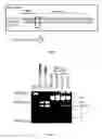 Fig. 06 - NOVEL ALTERNATIVE SPLICE TRANSCRIPTS FOR MHC CLASS I RELATED CHAIN ALPHA (MICA) AND USES THEREOF