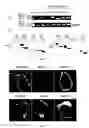 Fig. 08 - NOVEL ALTERNATIVE SPLICE TRANSCRIPTS FOR MHC CLASS I RELATED CHAIN ALPHA (MICA) AND USES THEREOF