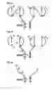 Fig. 04 - OLIGOMERIC RECEPTOR LIGAND PAIR MEMBER COMPLEXES