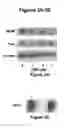 Fig. 03 - Thrombospondin-1 polypeptides and methods of using same