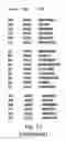 Fig. 26 - Synthetic library of specific binding molecules