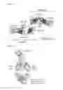 Fig. 19 - Anti-C5 antibodies