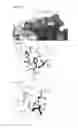 Fig. 22 - Anti-C5 antibodies