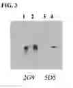 Fig. 05 - Anti-malarial compositions