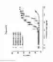 Fig. 35 - Binding molecules for BCMA and CD3