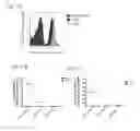 Fig. 44 - Methods of manipulating phagocytosis mediated by CD47