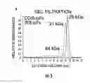 Fig. 07 - Methods and compositions related to single chain antibody fragments that bind to tumor-associated glycoprotein 72 (TAG-72)