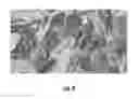 Fig. 11 - Methods and compositions related to single chain antibody fragments that bind to tumor-associated glycoprotein 72 (TAG-72)