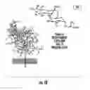 Fig. 20 - Methods and compositions related to single chain antibody fragments that bind to tumor-associated glycoprotein 72 (TAG-72)
