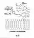 Fig. 23 - Methods and compositions related to single chain antibody fragments that bind to tumor-associated glycoprotein 72 (TAG-72)