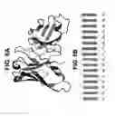 Fig. 07 - INTERCALATED SINGLE-CHAIN VARIABLE FRAGMENTS