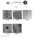 Fig. 04 - DNA-Nanoparticle Conjugates