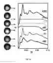 Fig. 26 - DNA-Nanoparticle Conjugates