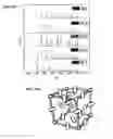 Fig. 30 - DNA-Nanoparticle Conjugates