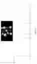 Fig. 52 - DNA-Nanoparticle Conjugates