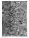 Fig. 01 - SHEET PRODUCED FROM CARDS OF PLASTIC MATERIAL