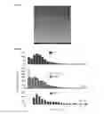 Fig. 08 - High aspect ratio nanofibril materials