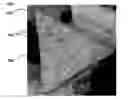 Fig. 01 - Composite shaped abrasive particles and method of forming same