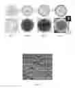 Fig. 02 - Coated microcapsules