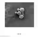 Fig. 08 - Coated microcapsules
