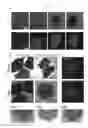 Fig. 24 - METHOD FOR INTEGRATING BIOLOGICAL TISSUES WITH A VASCULAR SYSTEM