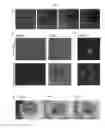 Fig. 25 - METHOD FOR INTEGRATING BIOLOGICAL TISSUES WITH A VASCULAR SYSTEM