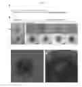 Fig. 27 - METHOD FOR INTEGRATING BIOLOGICAL TISSUES WITH A VASCULAR SYSTEM