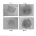Fig. 04 - Combinational use of mechanical manipulation and programin derivatives to increase Oct4, Sox2, or Nanog expression in fibroblasts