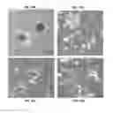 Fig. 11 - Combinational use of mechanical manipulation and programin derivatives to increase Oct4, Sox2, or Nanog expression in fibroblasts