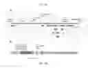 Fig. 20 - Bacteria engineered to treat diseases associated with hyperammonemia