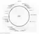 Fig. 30 - Bacteria engineered to treat diseases associated with hyperammonemia