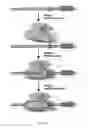 Fig. 100 - Cas9-DNA targeting unit chimeras