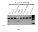 Fig. 110 - Cas9-DNA targeting unit chimeras