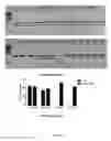 Fig. 12 - Cas9-DNA targeting unit chimeras