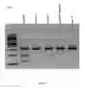 Fig. 129 - Cas9-DNA targeting unit chimeras