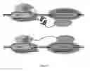 Fig. 22 - Cas9-DNA targeting unit chimeras