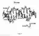 Fig. 26 - Cas9-DNA targeting unit chimeras