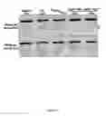 Fig. 79 - Cas9-DNA targeting unit chimeras