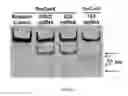 Fig. 80 - Cas9-DNA targeting unit chimeras