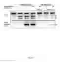 Fig. 83 - Cas9-DNA targeting unit chimeras