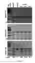 Fig. 90 - Cas9-DNA targeting unit chimeras
