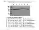Fig. 09 - CELL-TARGETED MOLECULES COMPRISING AMINO-TERMINUS PROXIMAL OR AMINO-TERMINAL SHIGA TOXIN A SUBUNIT EFFECTOR REGIONS