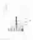 Fig. 06 - Purification of cystathionine beta-synthase