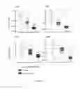 Fig. 05 - RNA with a combination of unmodified and modified nucleotides for protein expression