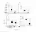 Fig. 19 - RNA with a combination of unmodified and modified nucleotides for protein expression