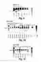 Fig. 06 - Antisense molecules and methods for treating pathologies