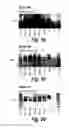 Fig. 09 - Antisense molecules and methods for treating pathologies