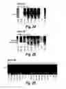 Fig. 11 - Antisense molecules and methods for treating pathologies