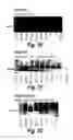 Fig. 13 - Antisense molecules and methods for treating pathologies
