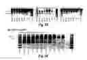 Fig. 14 - Antisense molecules and methods for treating pathologies